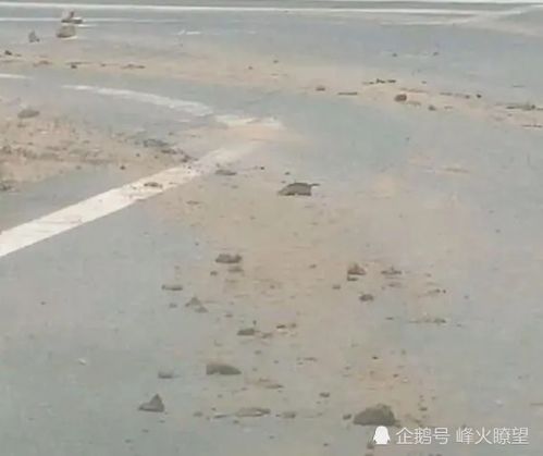 河南省信陽市羅山縣鐵鋪鎮居民區隱藏大型采石場挖山毀林無人問津